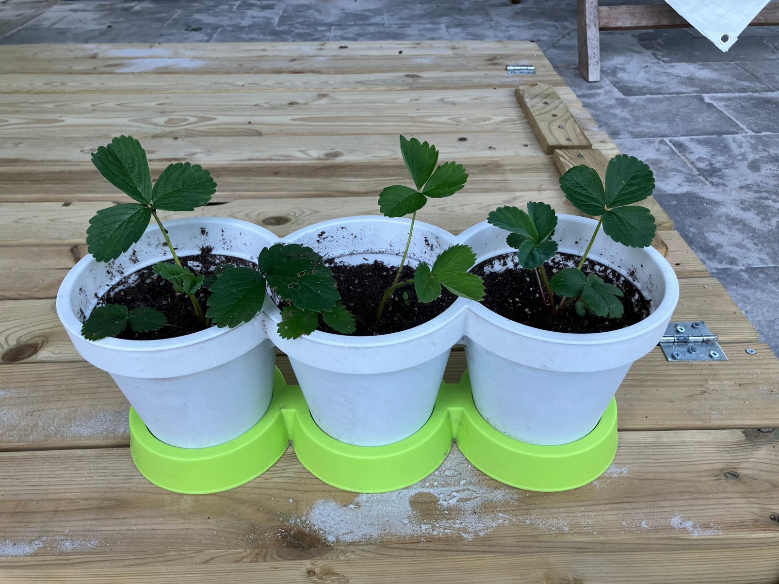Aardbeiplanten, Tuin en Terras, Planten | Tuinplanten, Ophalen