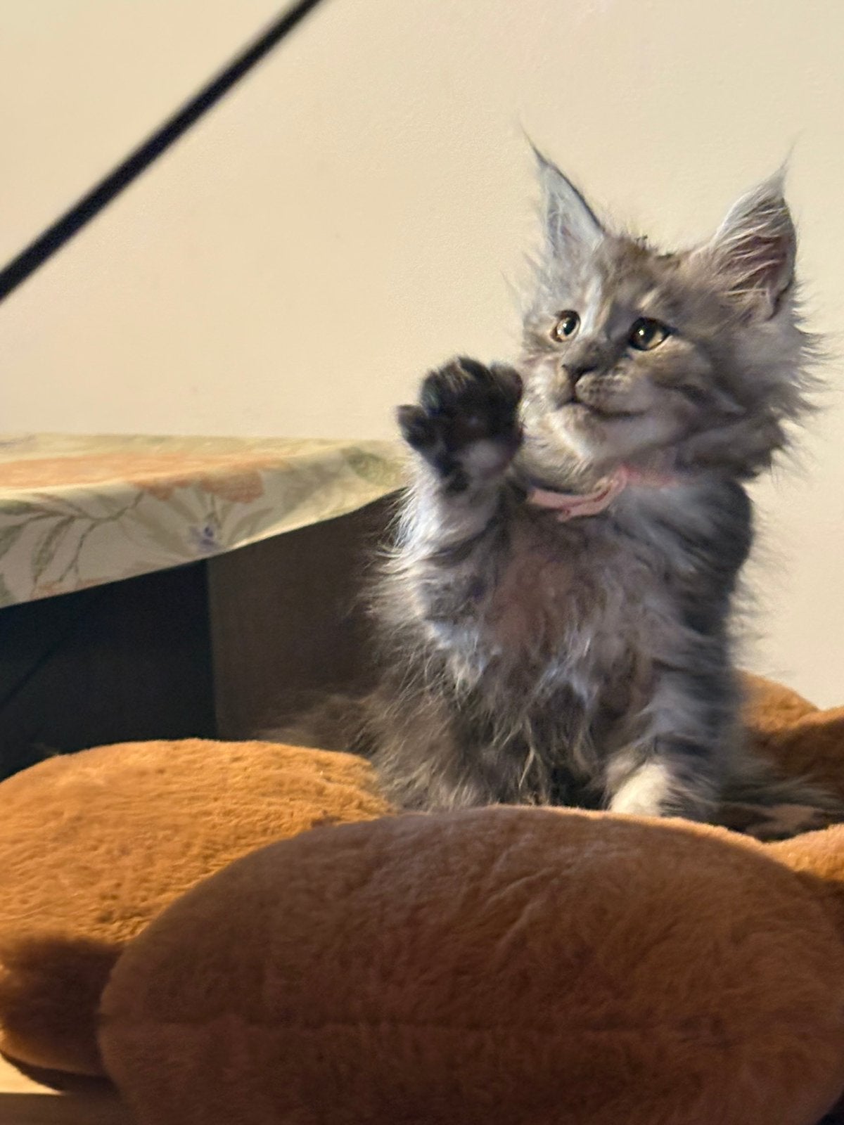 Prachtige Maine Coon kittens met kampioen stamboom ❤️✨., Plusieurs animaux, Avec puce électronique, 0 à 2 ans