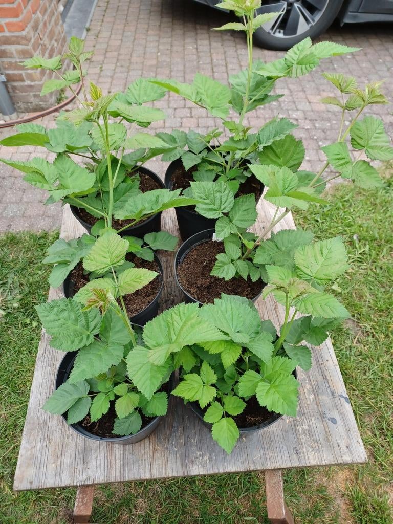 Logan Berry jonge planten, Tuin en Terras, Ophalen, Tweejarig
