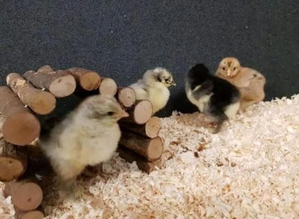 Eendagskuikens Brahma groothoenders te koop