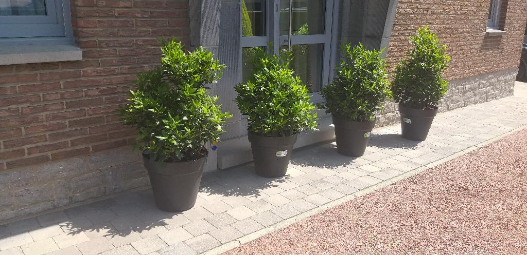 Laurier noble, épices, deco terrasse, balcon. À 2 km d'Ikea, Enlèvement, En pot