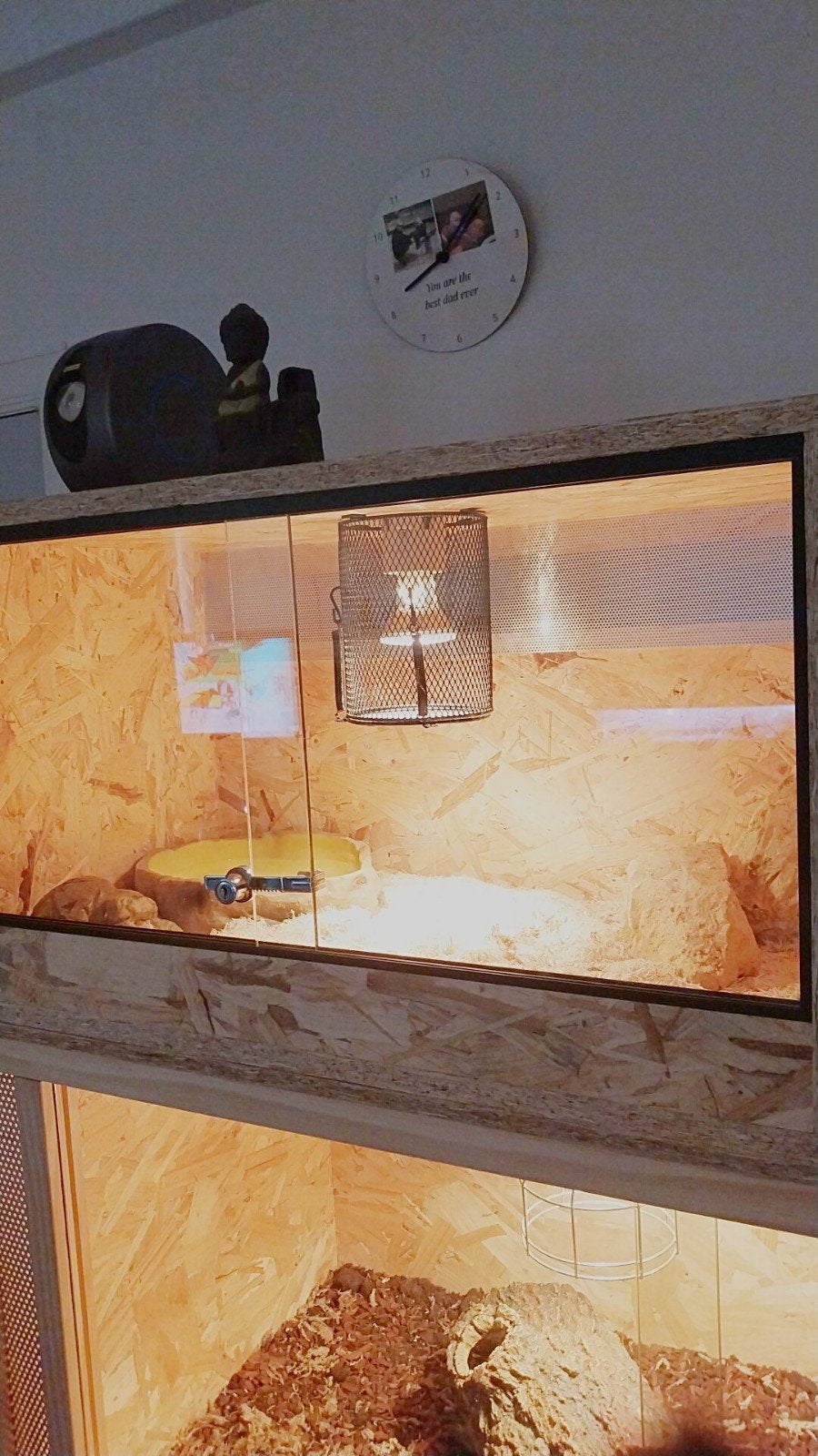 Westelijke haakneus man plus terrarium, Dieren en Toebehoren, Ophalen