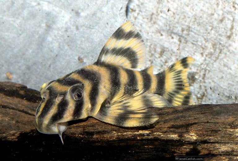L140 Pleckoltia, Dieren en Toebehoren, Vissen | Aquariumvissen
