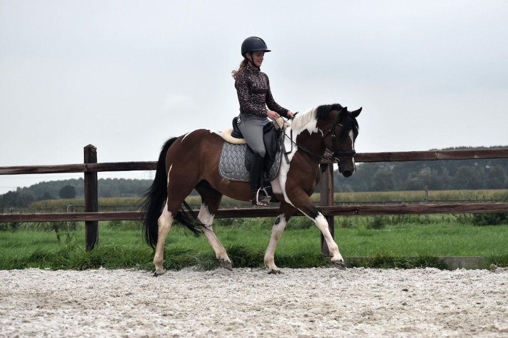 ## PRACHTIGE en hele lieve bonte Epony ruin ##, Animaux & Accessoires, Hongre, Cheval de récréation, Avec puce électronique, 7 à 10 ans