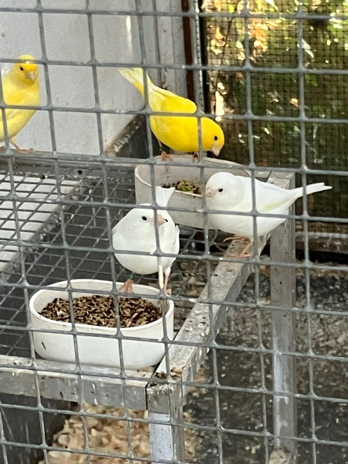 Kanaries wit en geel, Plusieurs animaux, Canari de couleur