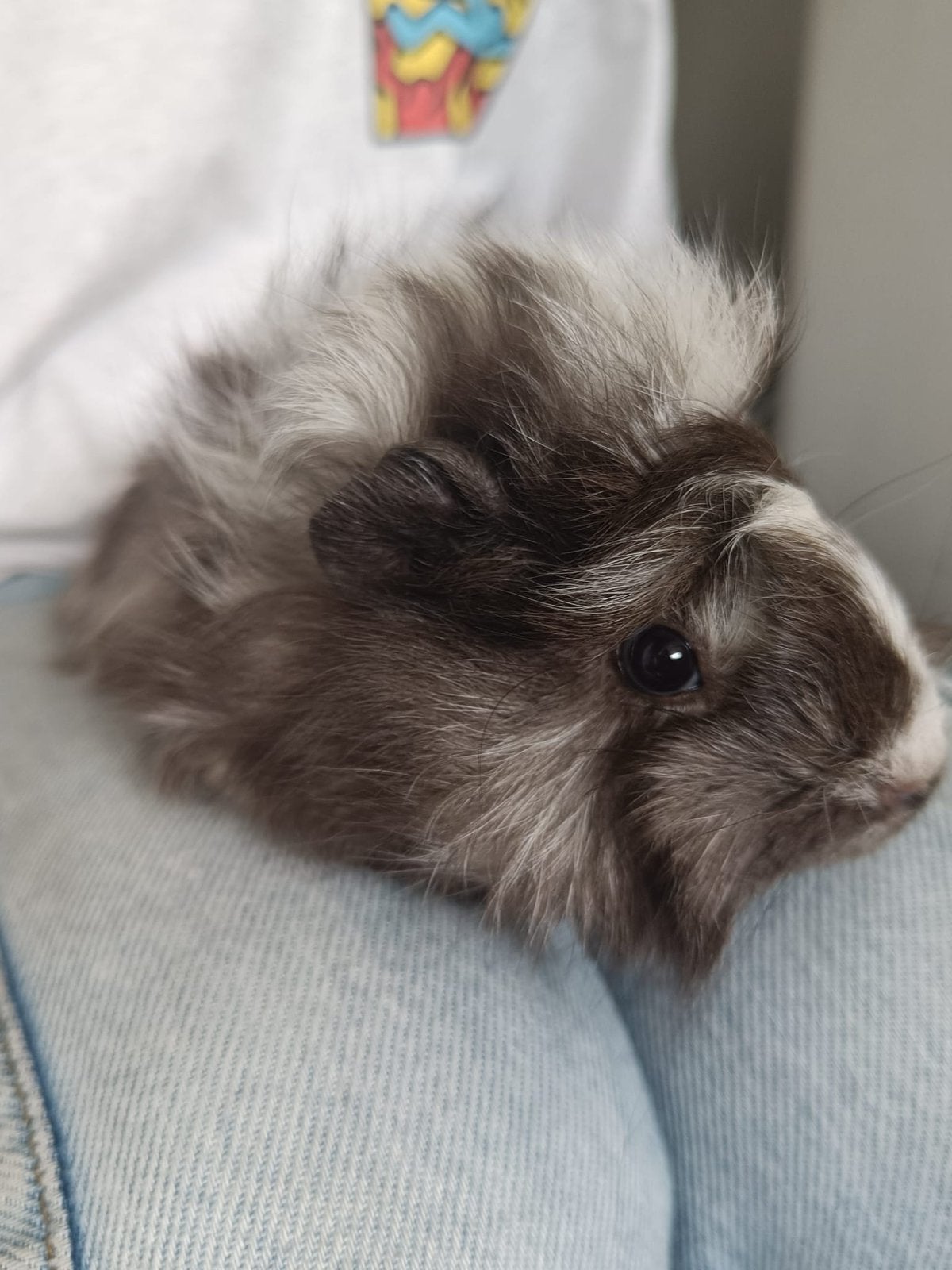 Gratis cavia beertje, Dieren en Toebehoren, Cavia, Augustus, Mannelijk, Tam