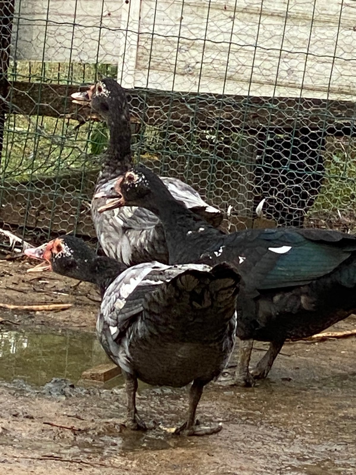 Barberie eenden muskuseend, Plusieurs animaux, Canard
