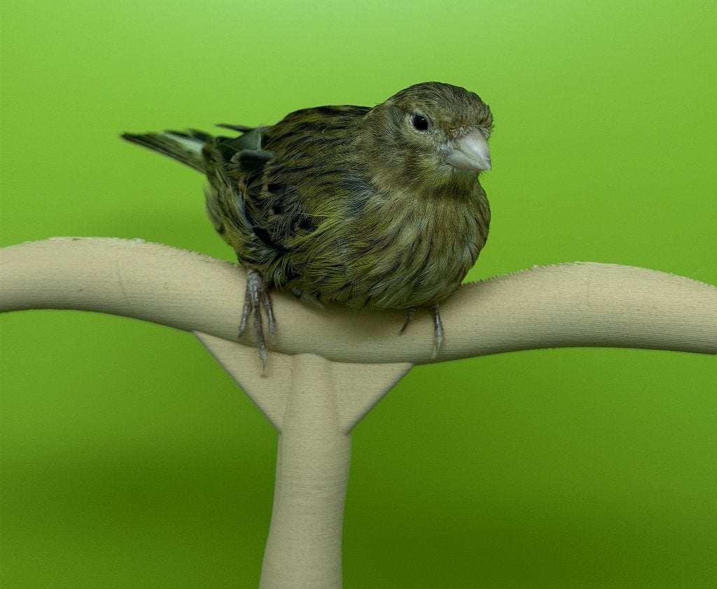 Kanarie van 2026, Dieren en Toebehoren, Vogels | Kanaries, Kleurkanarie