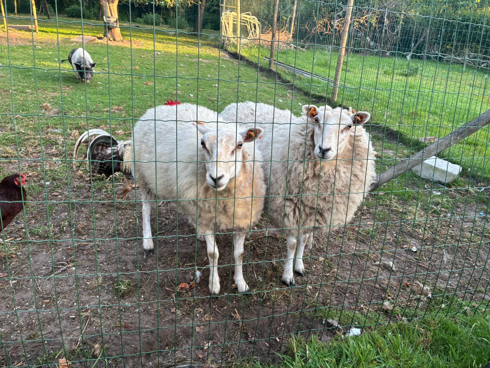 2 schapen te koop, Dieren en Toebehoren