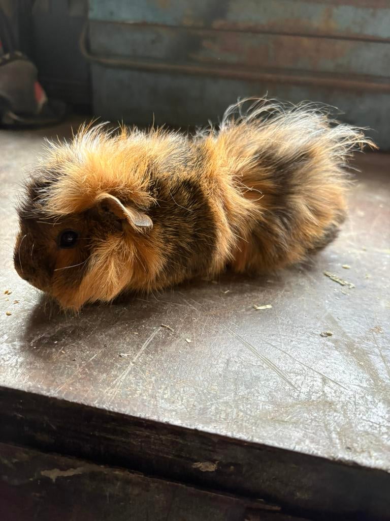 Cavia zeugje, Dieren en Toebehoren, Knaagdieren, April, Vrouwelijk, Cavia