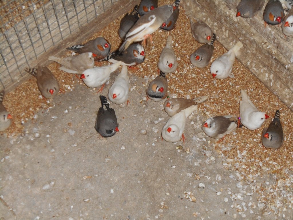zebravinken jonge van 2026   per koppel 8 euro, Animaux & Accessoires, Oiseaux | Canaris