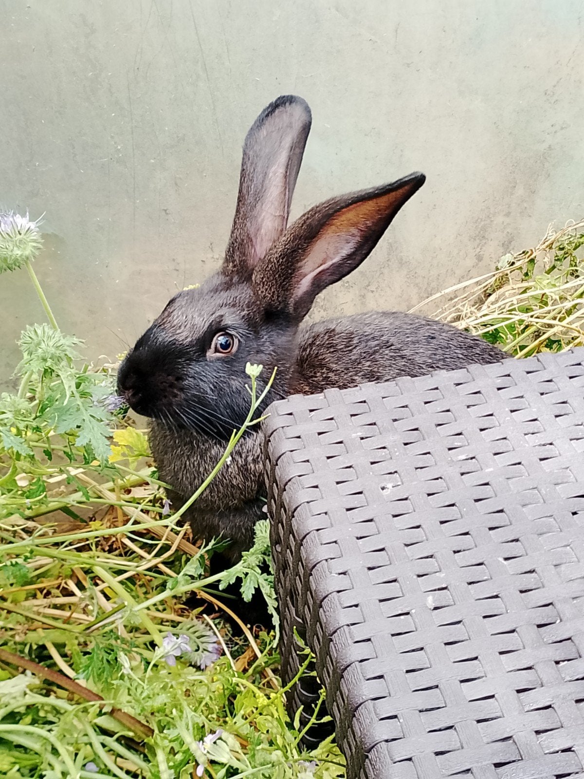 Reuzevlinder konijnen, lotharinger, Plusieurs animaux, Grand, 0 à 2 ans