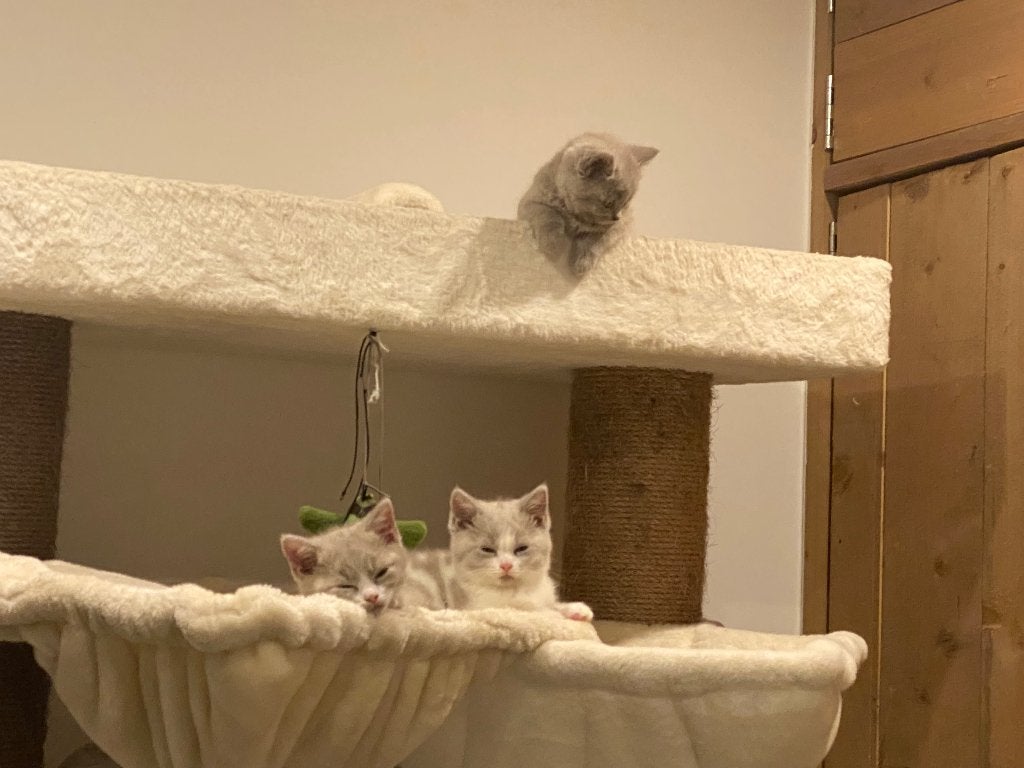 Britse korthaar, Kater, Met stamboom, 0 tot 2 jaar