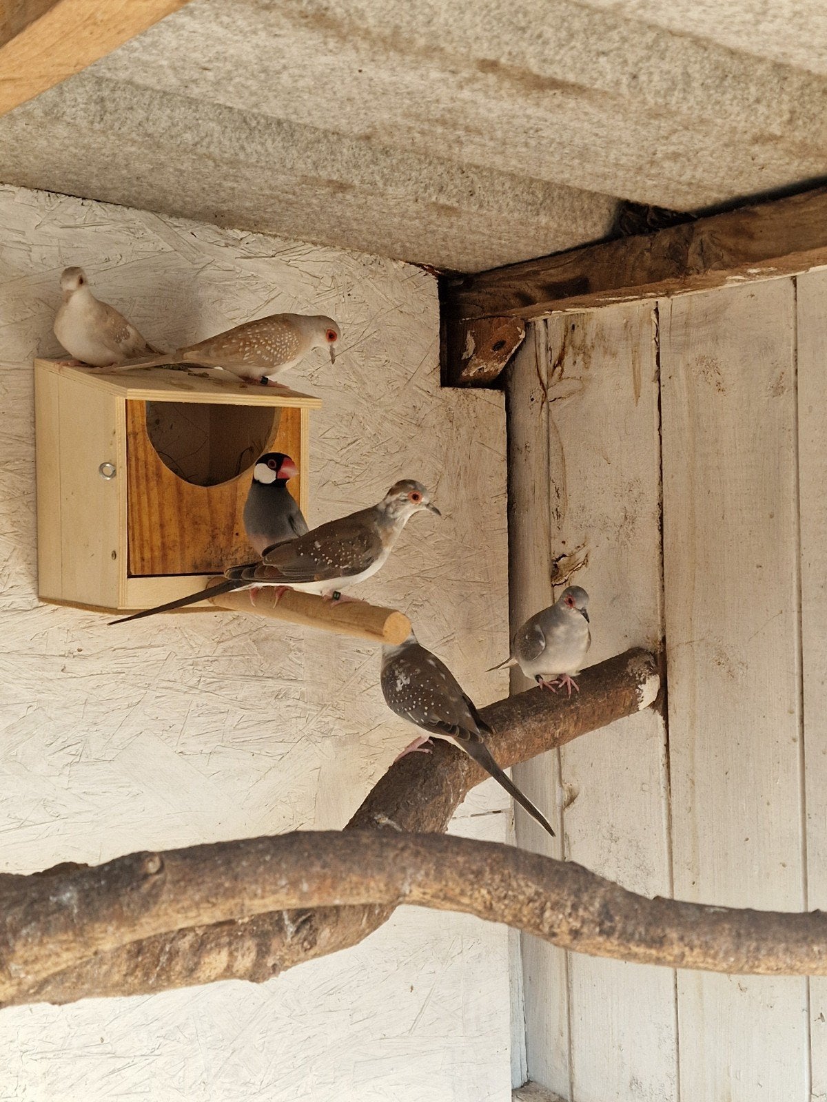 5 mooie diamant duifjes, Animaux & Accessoires, Oiseaux | Oiseaux Autre, Bagué