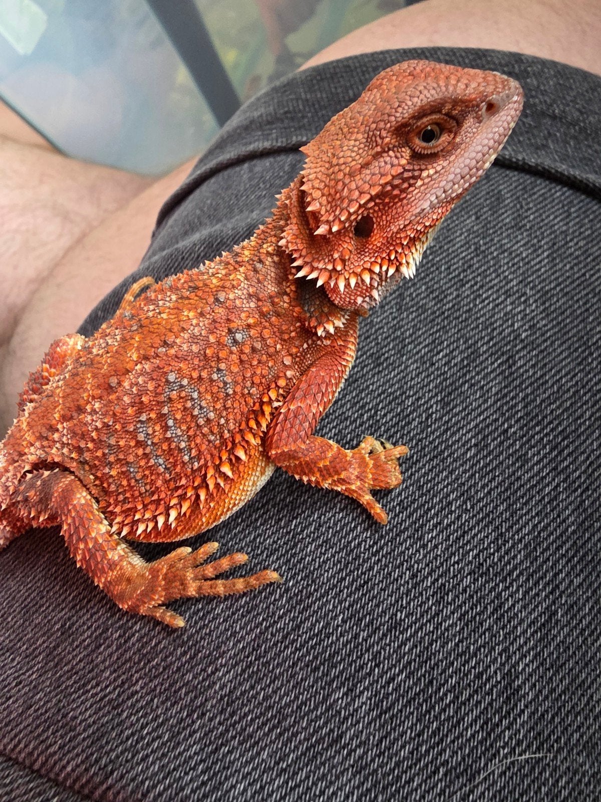 mooie red monster hypo, Dieren en Toebehoren, Reptielen en Amfibieën