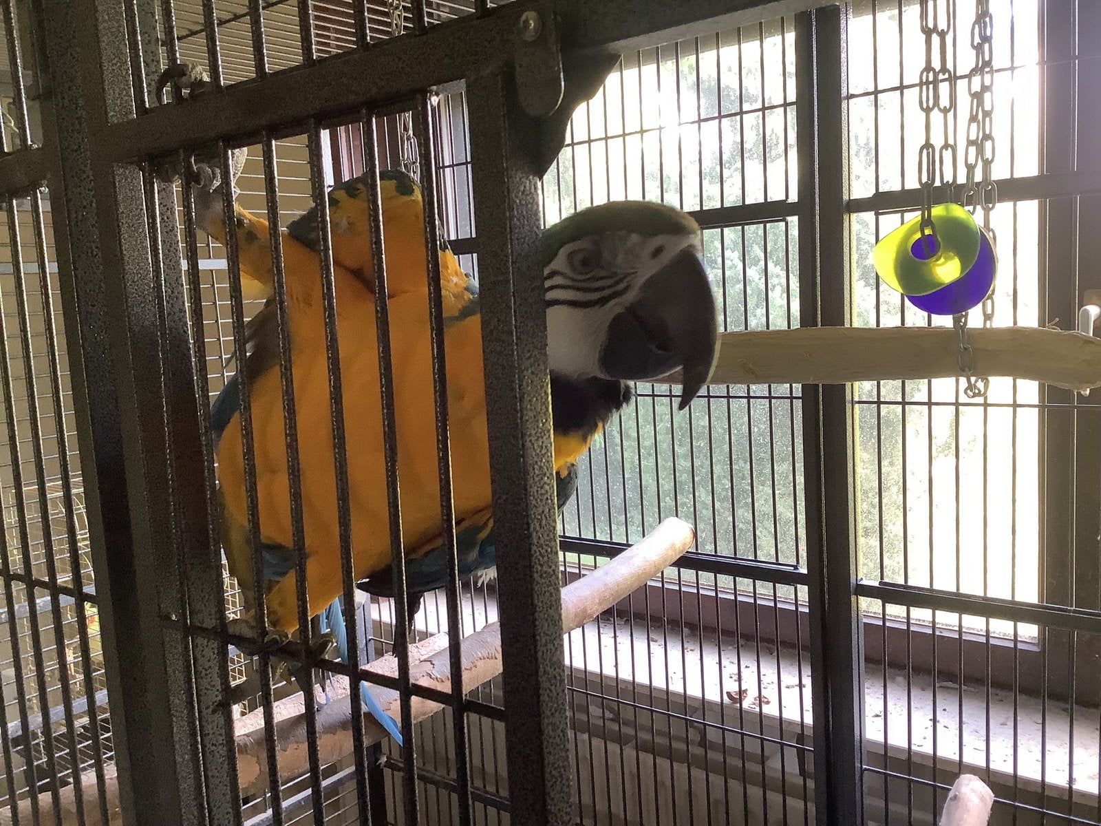 Blauwgele ara man, Dieren en Toebehoren, Vogels | Overige Vogels, Mannelijk, Tropenvogel, Geringd