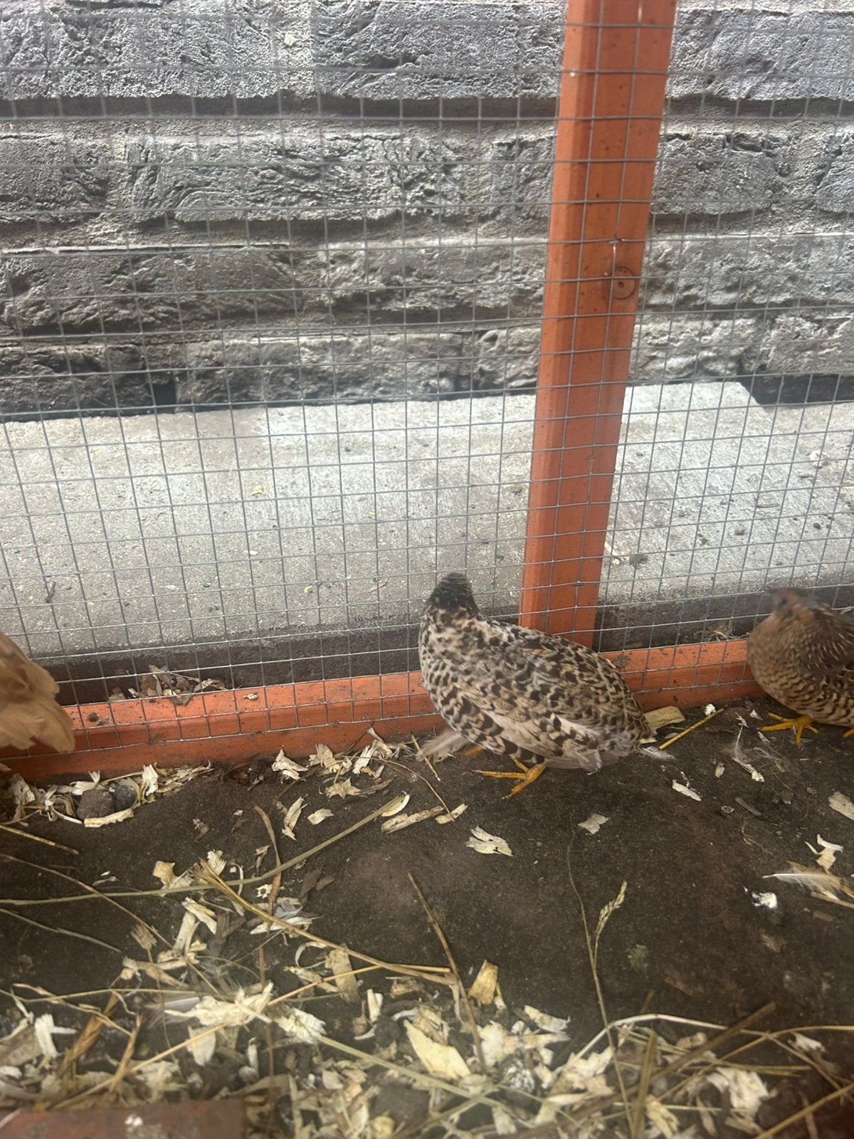 Chinese kwartels, Dieren en Toebehoren, Vogels | Overige Vogels