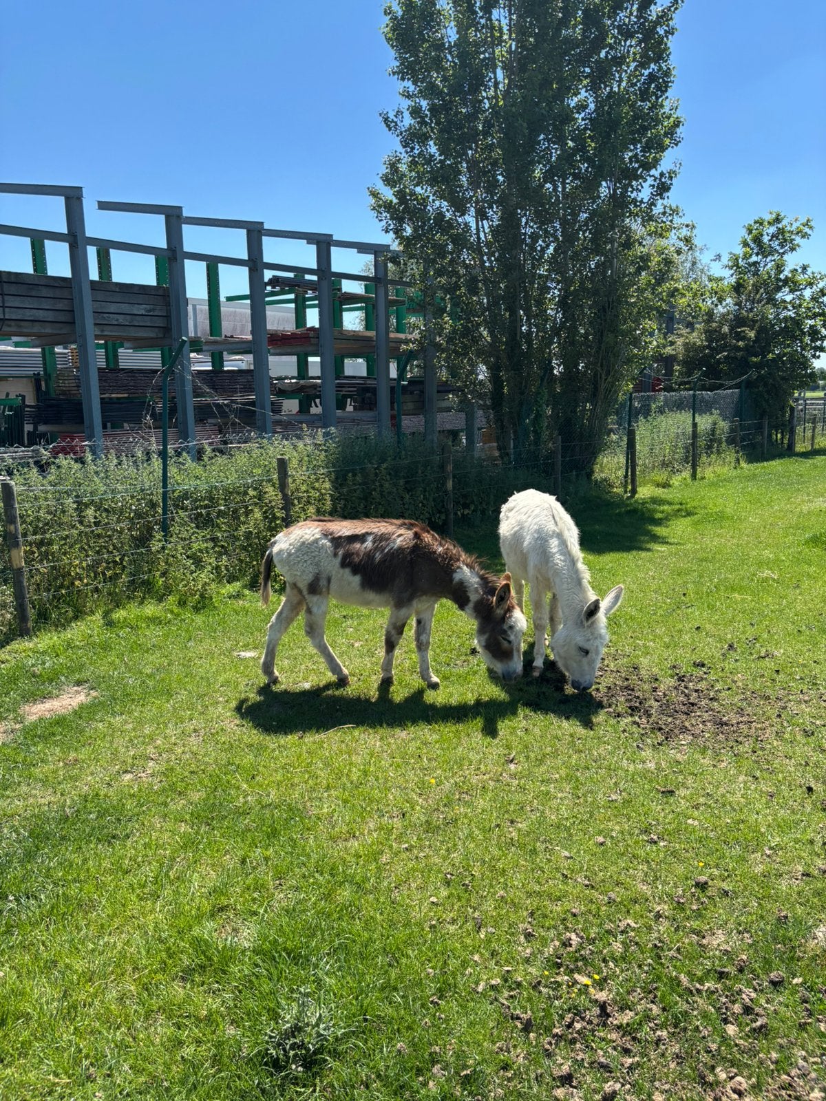 Couple d'ânes, Animaux & Accessoires
