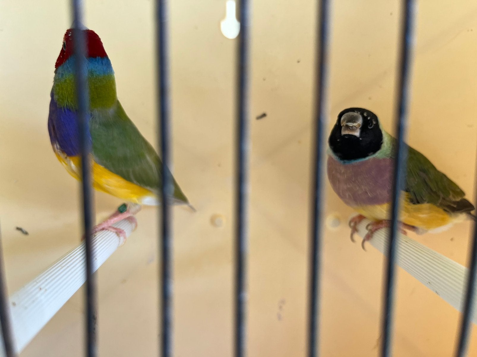 Koppel gouldamadines