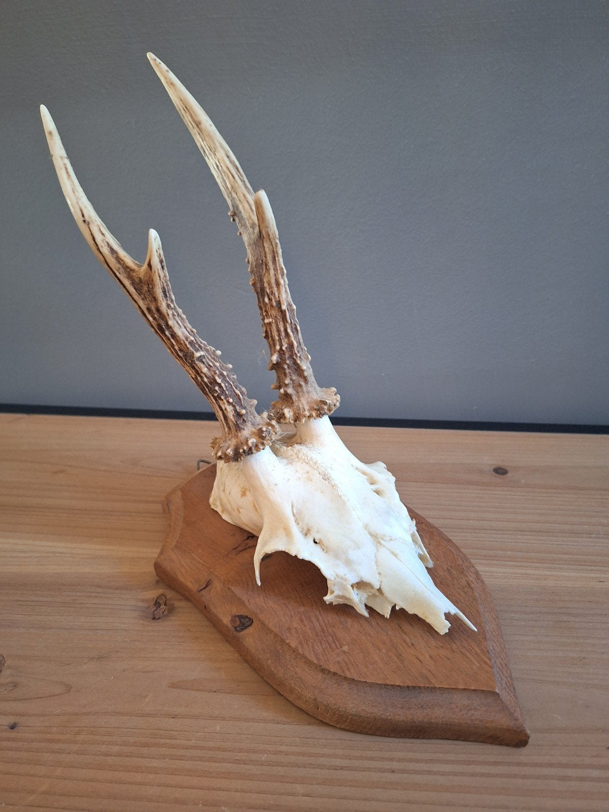 Taxidermie ree, Verzamelen, Ophalen