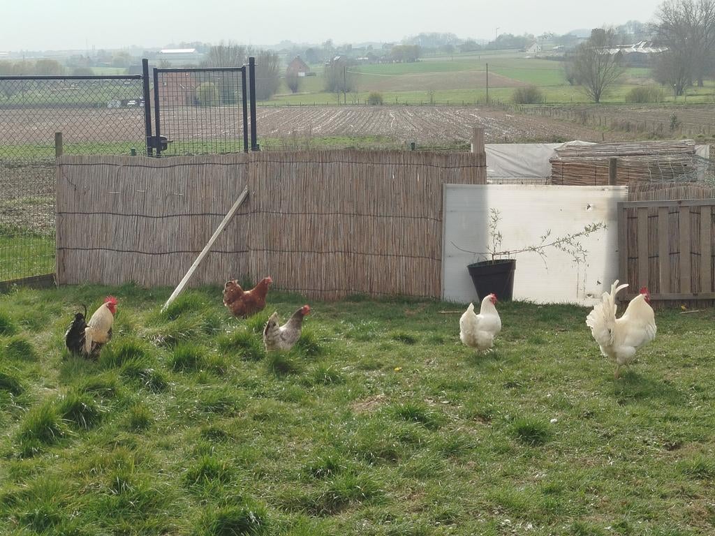 Kippen, Dieren en Toebehoren