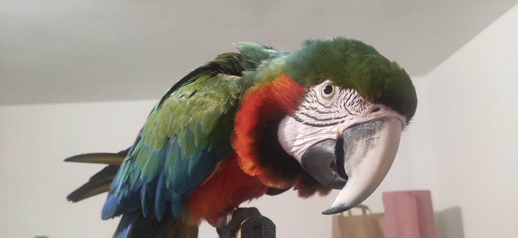Ara Arlequin, Animaux & Accessoires, Oiseaux | Perruches & Perroquets, Mâle, Perroquet, Parleur