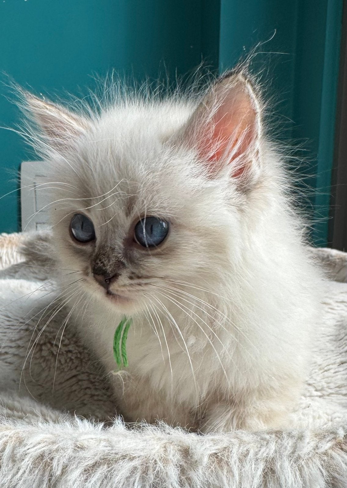Neva masquerade ( Siberische color point) kitten te koop, Plusieurs animaux, Avec pedigree, 0 à 2 ans
