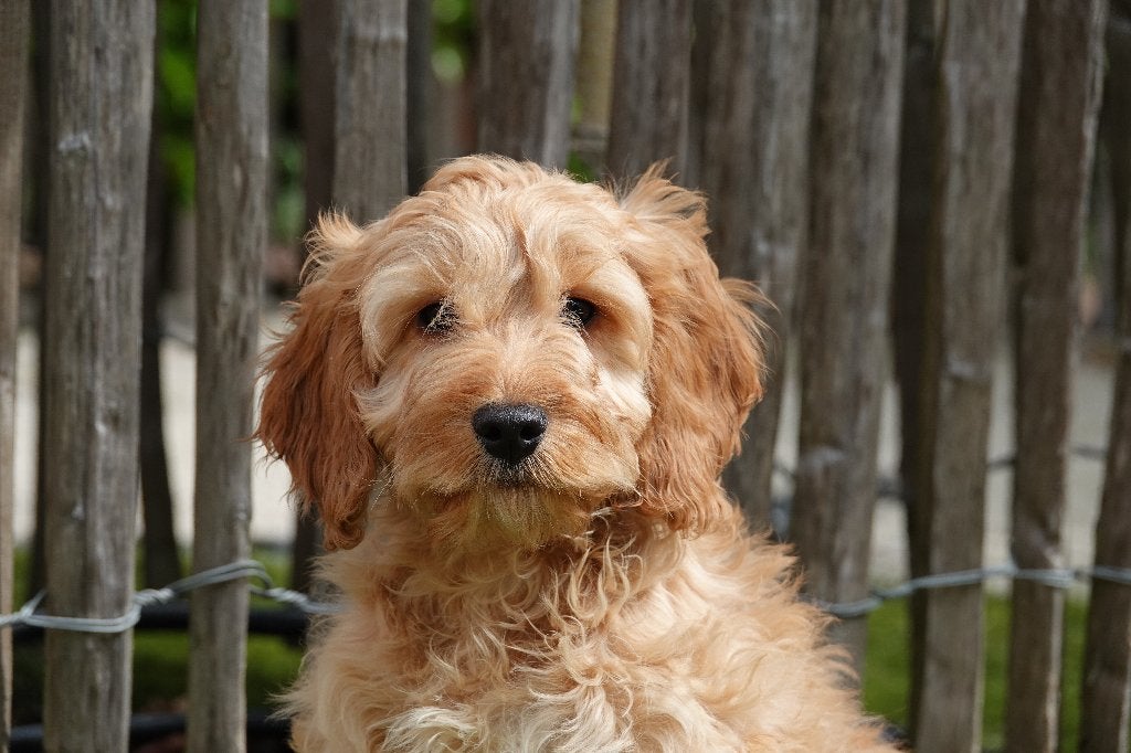 Prachtige Cockapoo pups (Abrikoos en abrikoos/rood), Parvo, België, Overige rassen, 8 tot 15 weken
