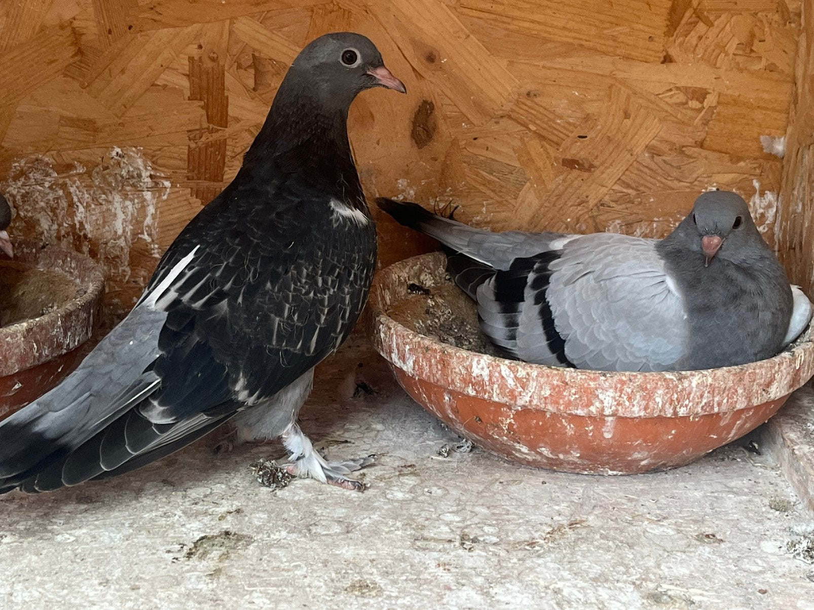 Takla  dumanli, gok, arap en limon, Dieren en Toebehoren