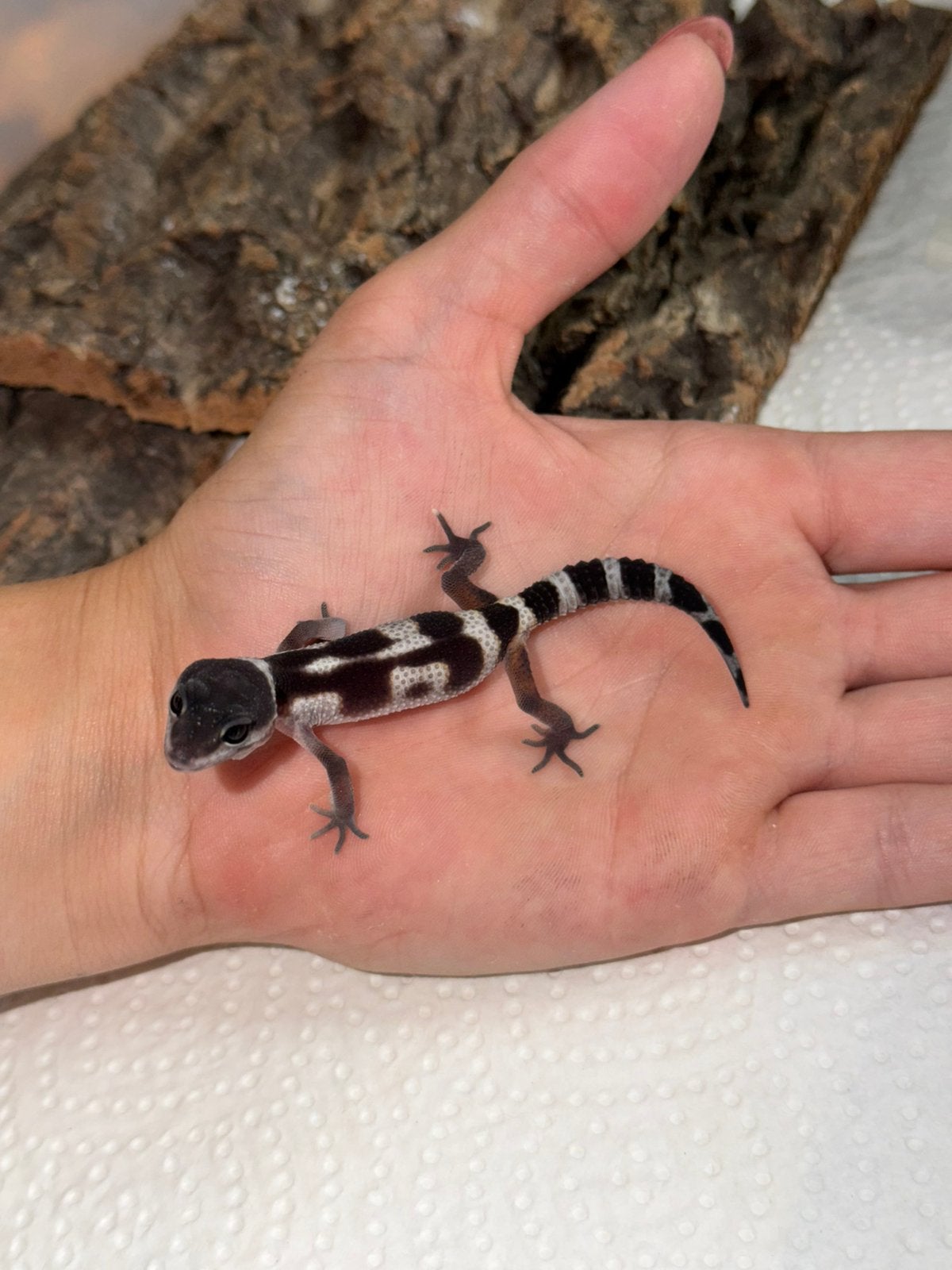 Black night x tangerine luipaardgekko vrouw, Lézard, Domestique, 0 à 2 ans