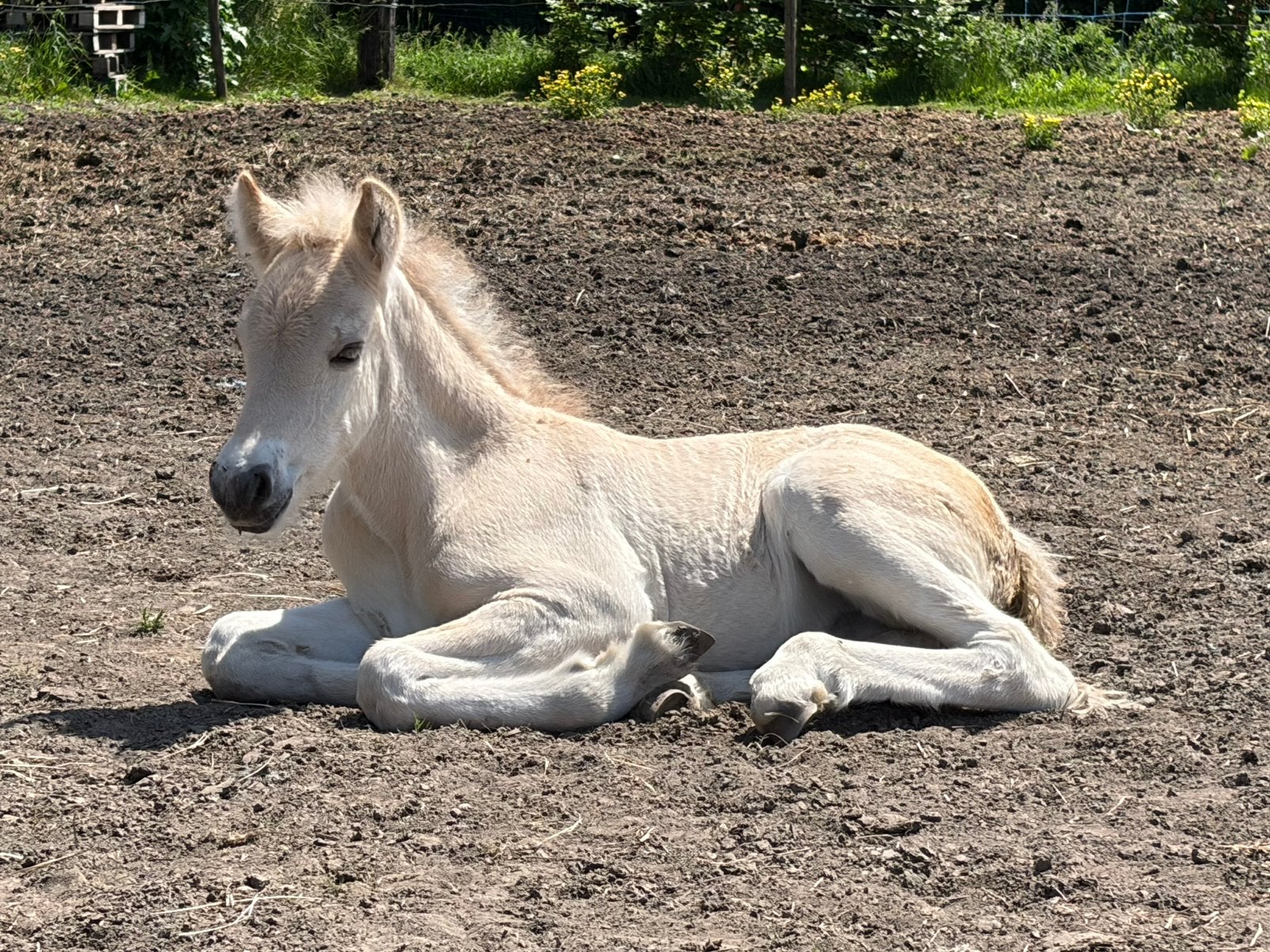 Fjord veulen hengst, Animaux & Accessoires, Poneys, Étalon, Non dressé, Poney D (1.37 m à 1.48m), 0 à 2 ans, Avec pedigree, Avec puce électronique
