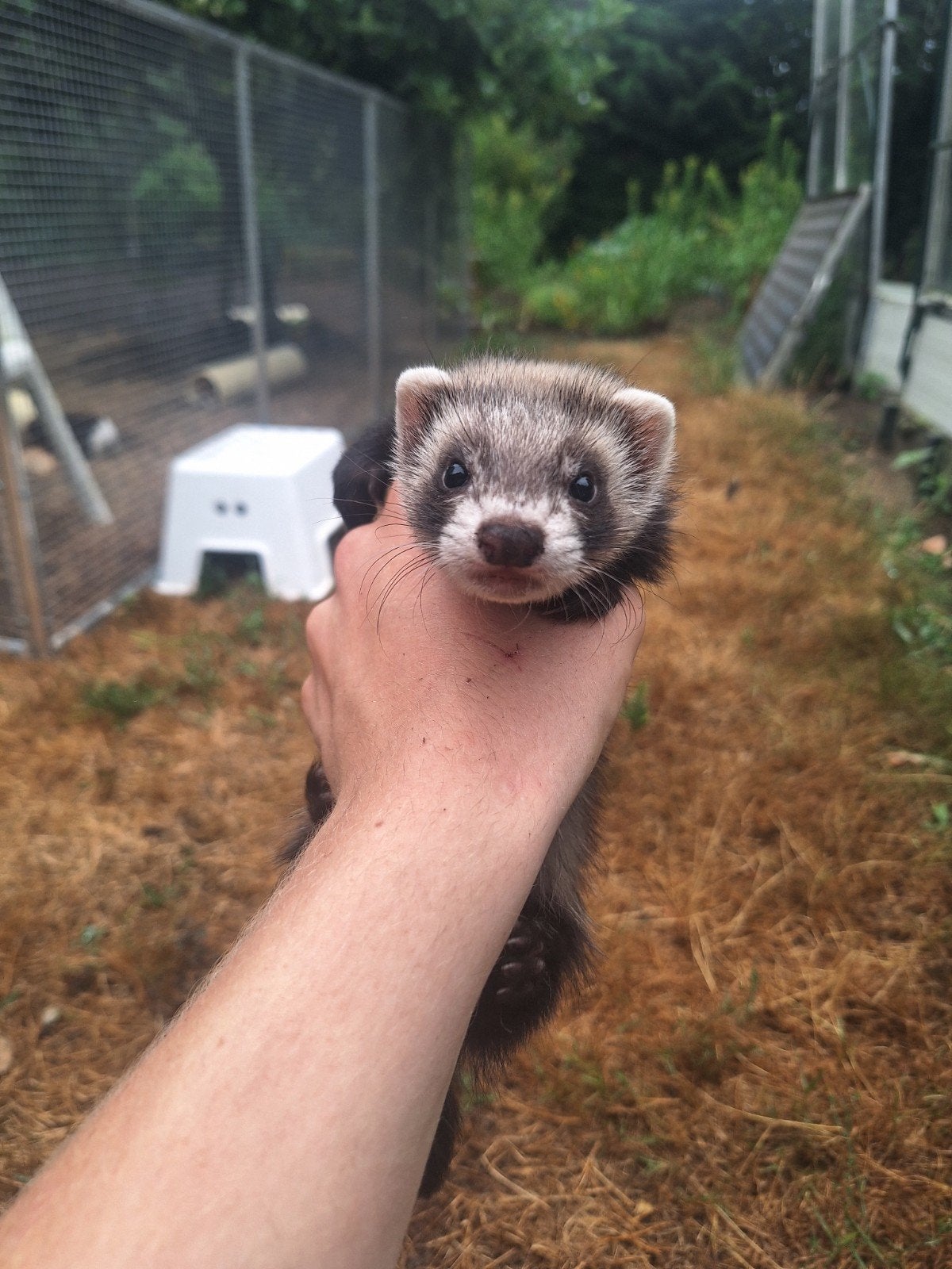 Tamme fretten pups verschillende kleurtjes, Dieren en Toebehoren, Overige Dieren, April