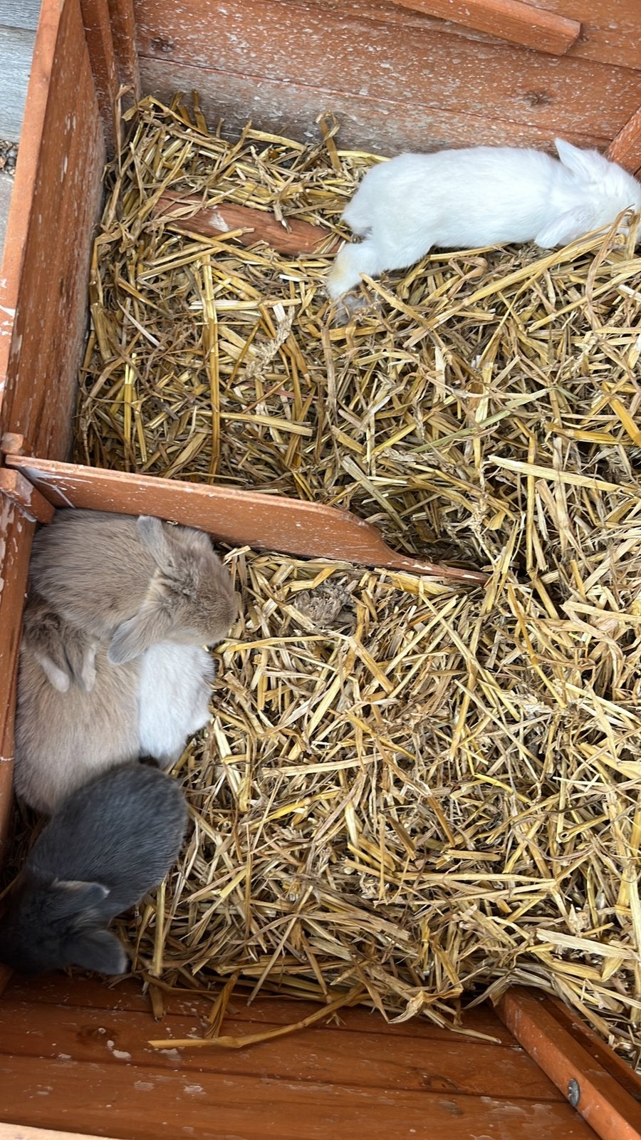 Minilopjes, Dieren en Toebehoren