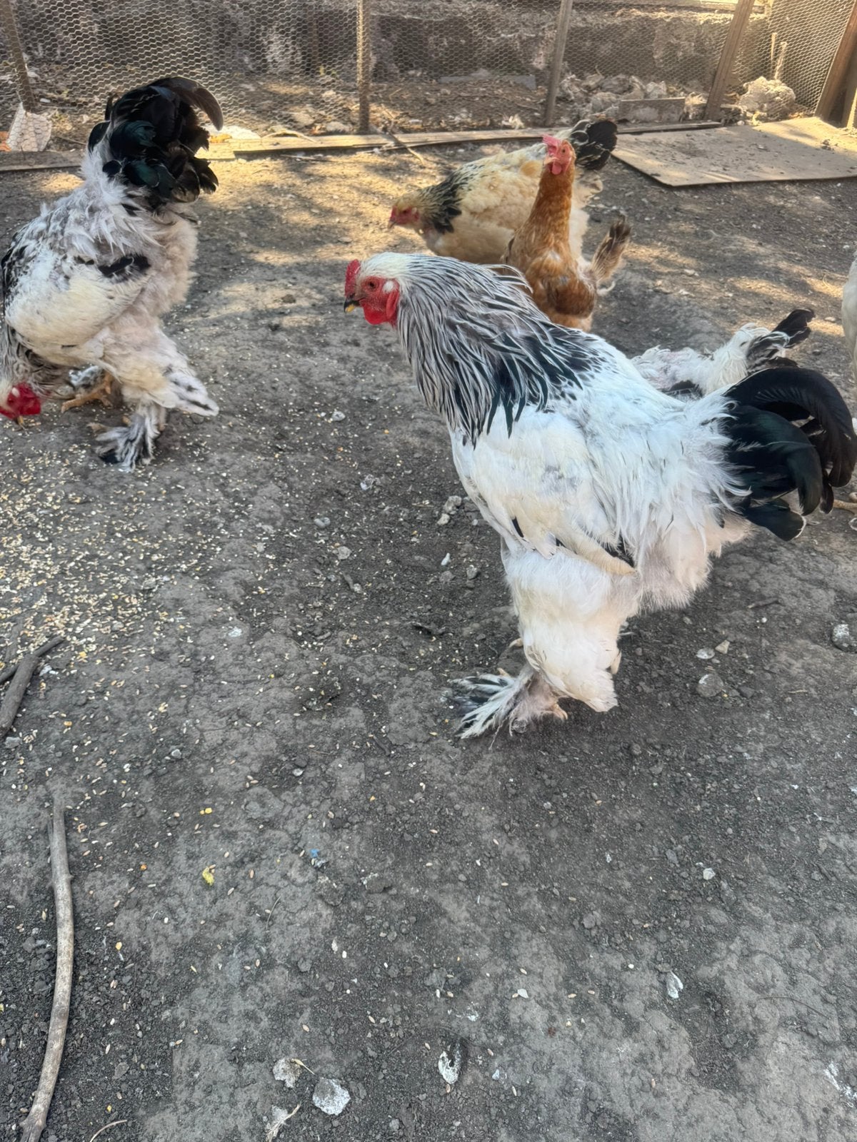 Poules brahma et coq brahme, Enlèvement, Utilisé