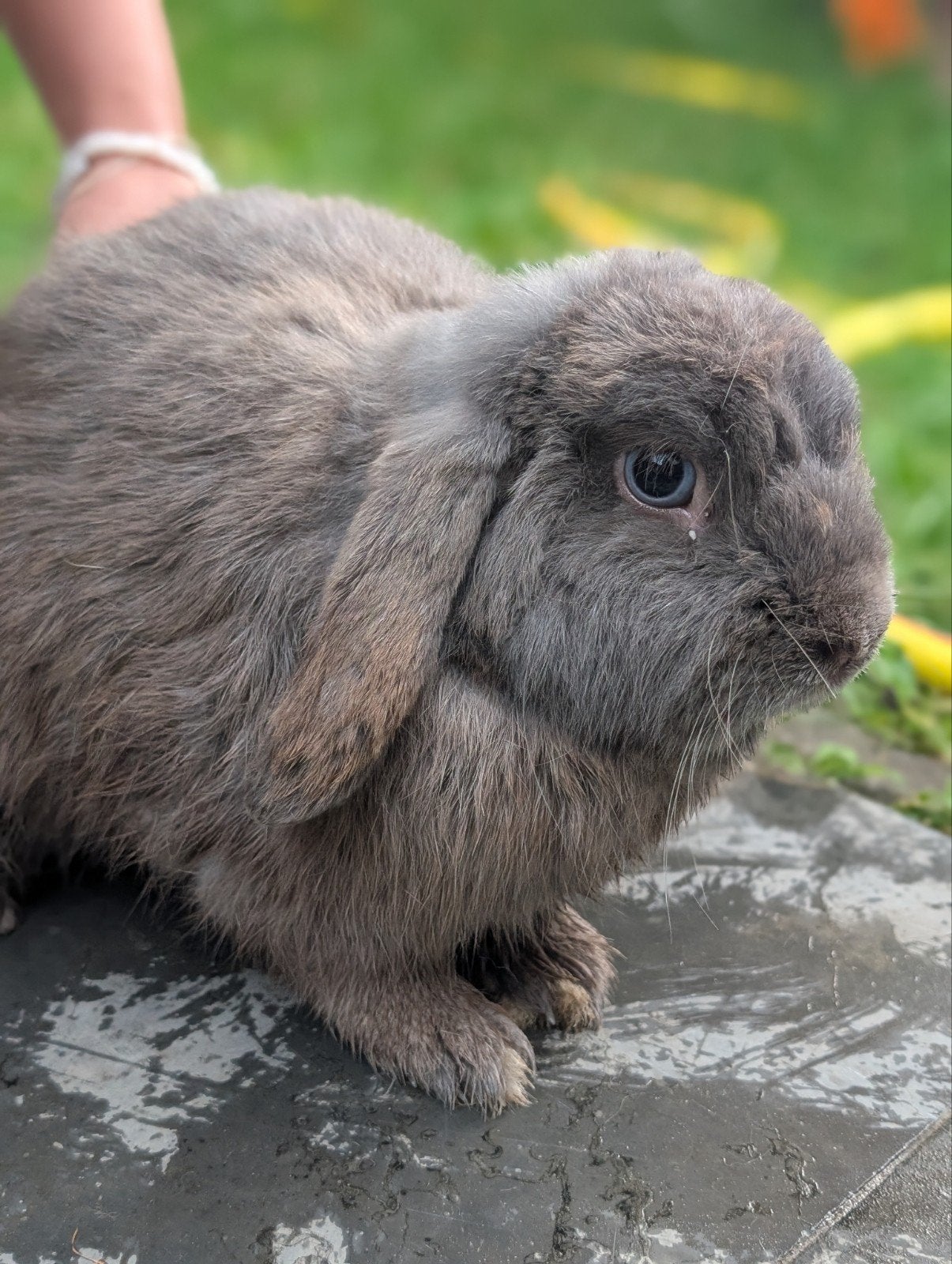 Bélier, Animaux & Accessoires