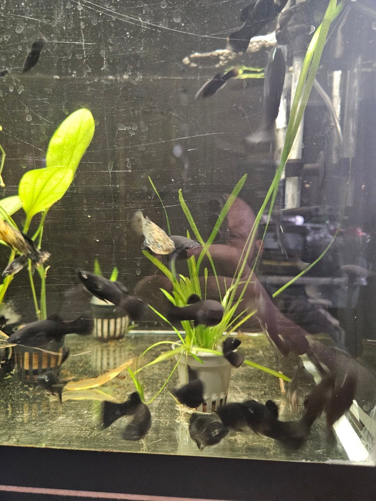 Poecillia Sphenops, Dieren en Toebehoren, Vis, Zoetwatervis, Schoolvis