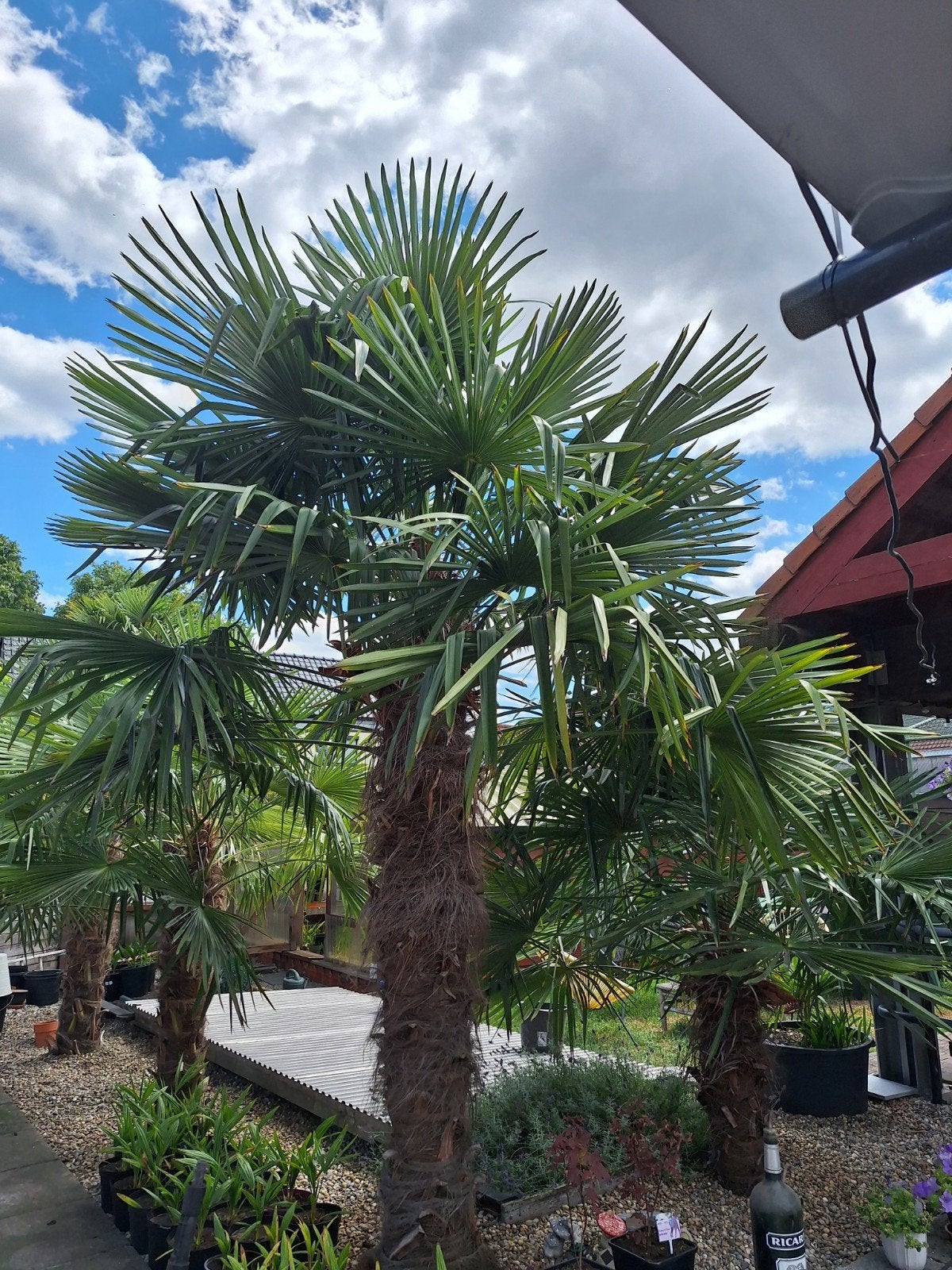 Palmbomen te koop, Trachycarpus fortunei., Tuin en Terras, Planten | Bomen, Ophalen