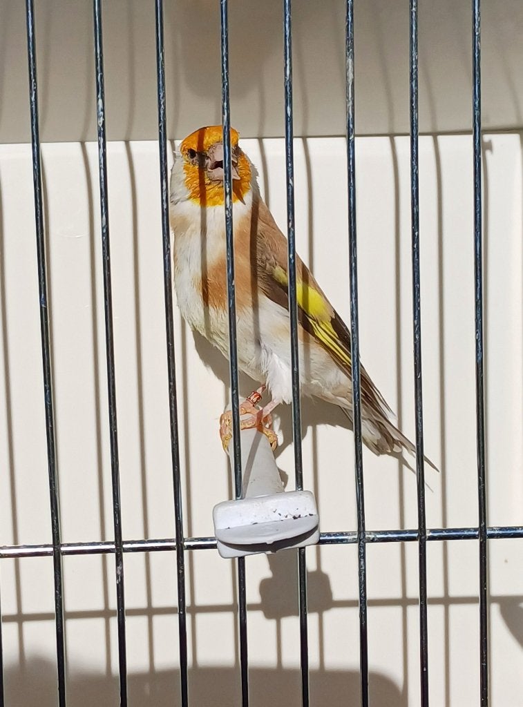 Putter pop bruin xxl, Dieren en Toebehoren, Vrouwelijk, Wildzangvogel, Geringd