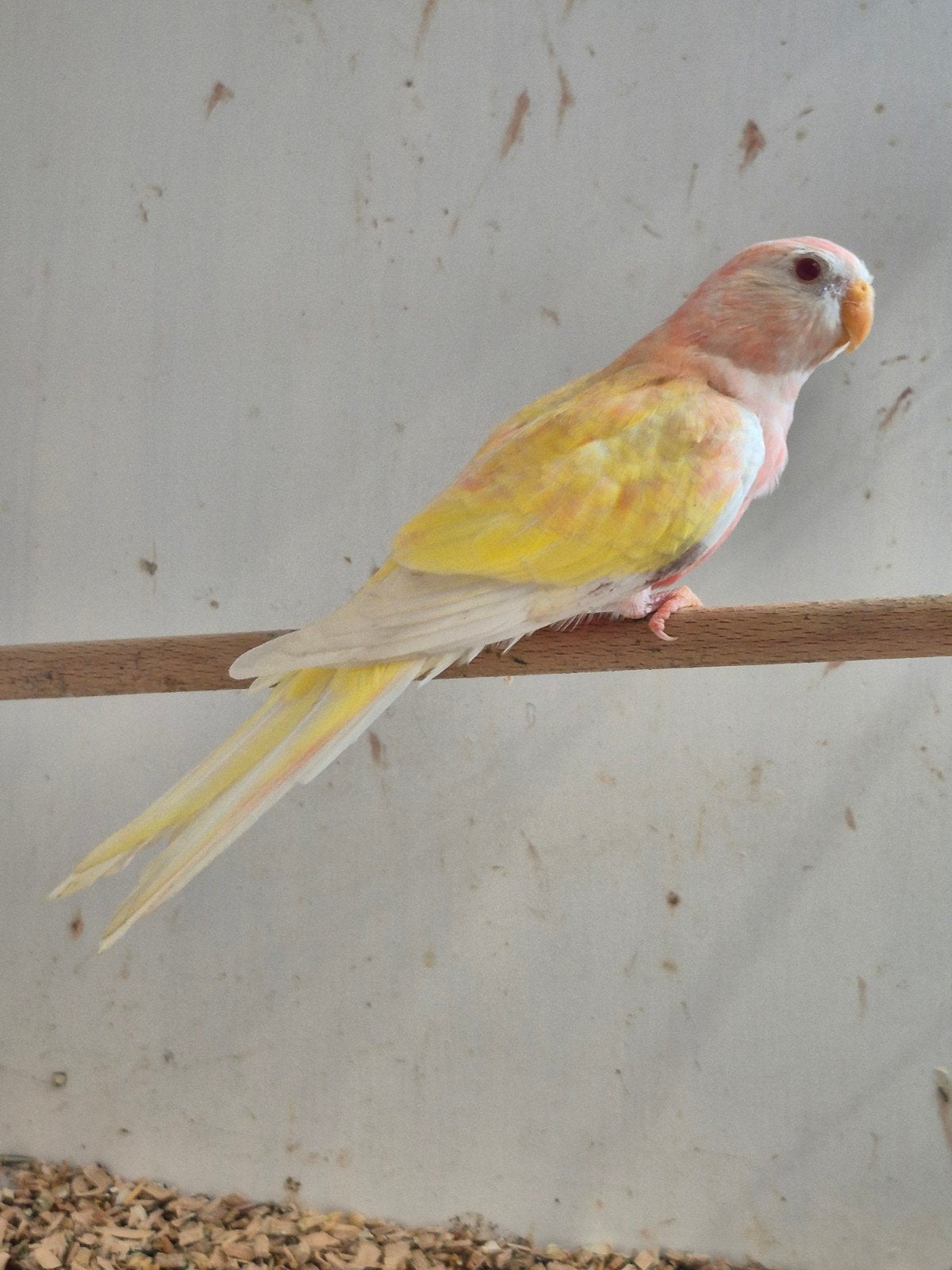 bourke opaline ino pop 2026, Dieren en Toebehoren, Vogels | Parkieten en Papegaaien, Vrouwelijk, Parkiet