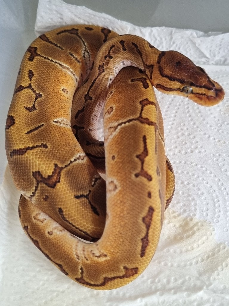 0.1 special enchi pinstripe het piebald koningspython Ball Python - female for sale from Mex