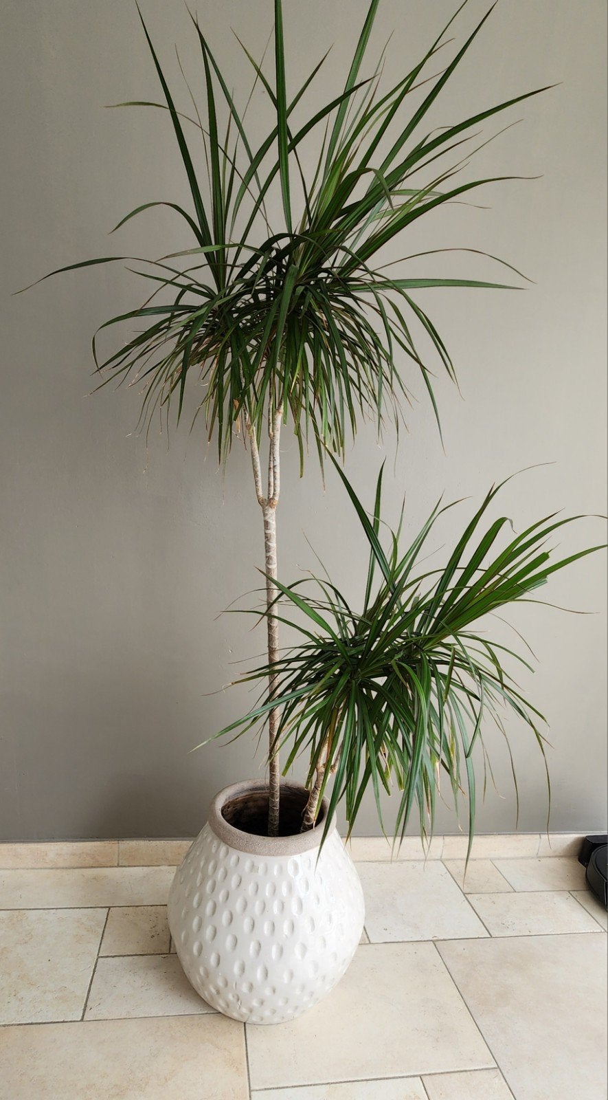 ​Mooie Dracaena kamerplant in grote witte designpot, Ophalen