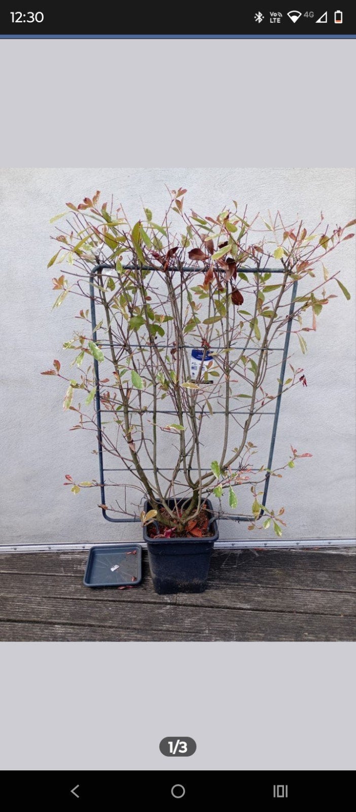 photinia plant, Ophalen