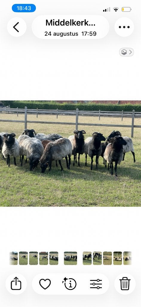 Racka en Heidesnucke schapen, Dieren en Toebehoren, Schaap
