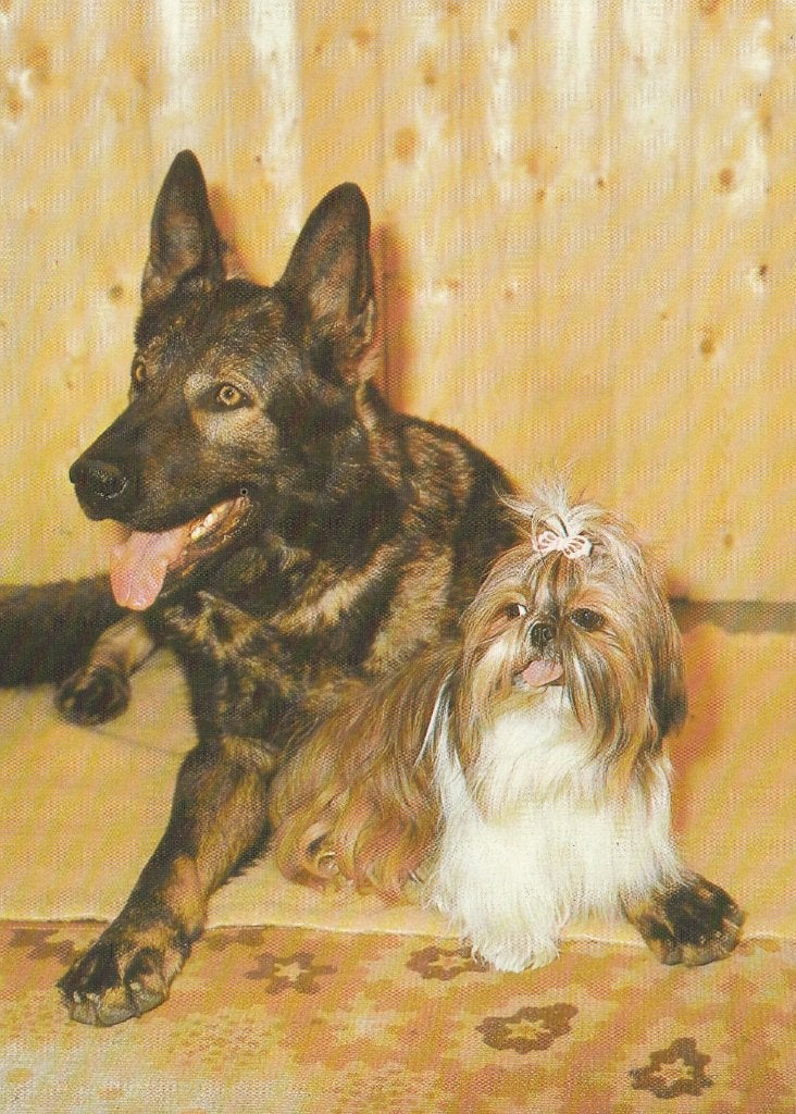 KOPPEL  HONDEN, Collections, Cartes postales | Animaux, Envoi, Non affranchie, Chien ou Chat