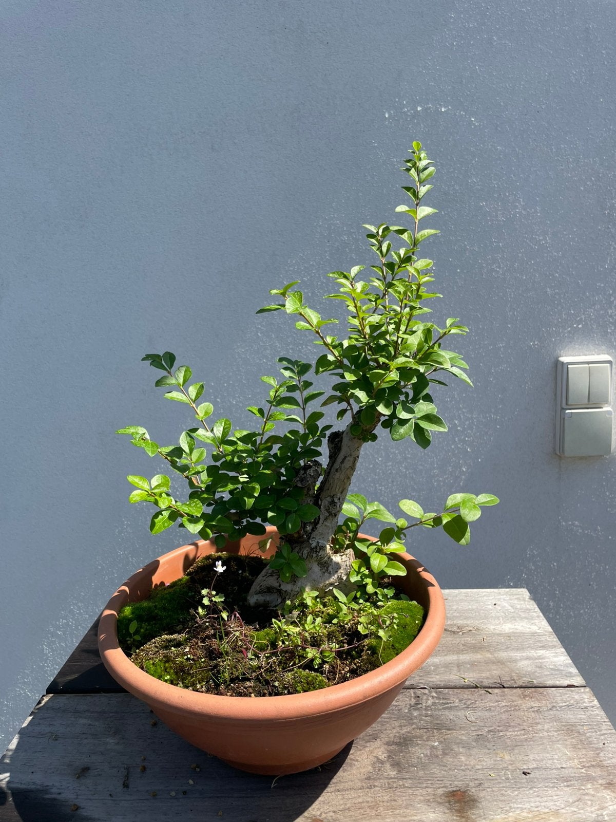 Bonsai starters, Tuin en Terras, Ophalen
