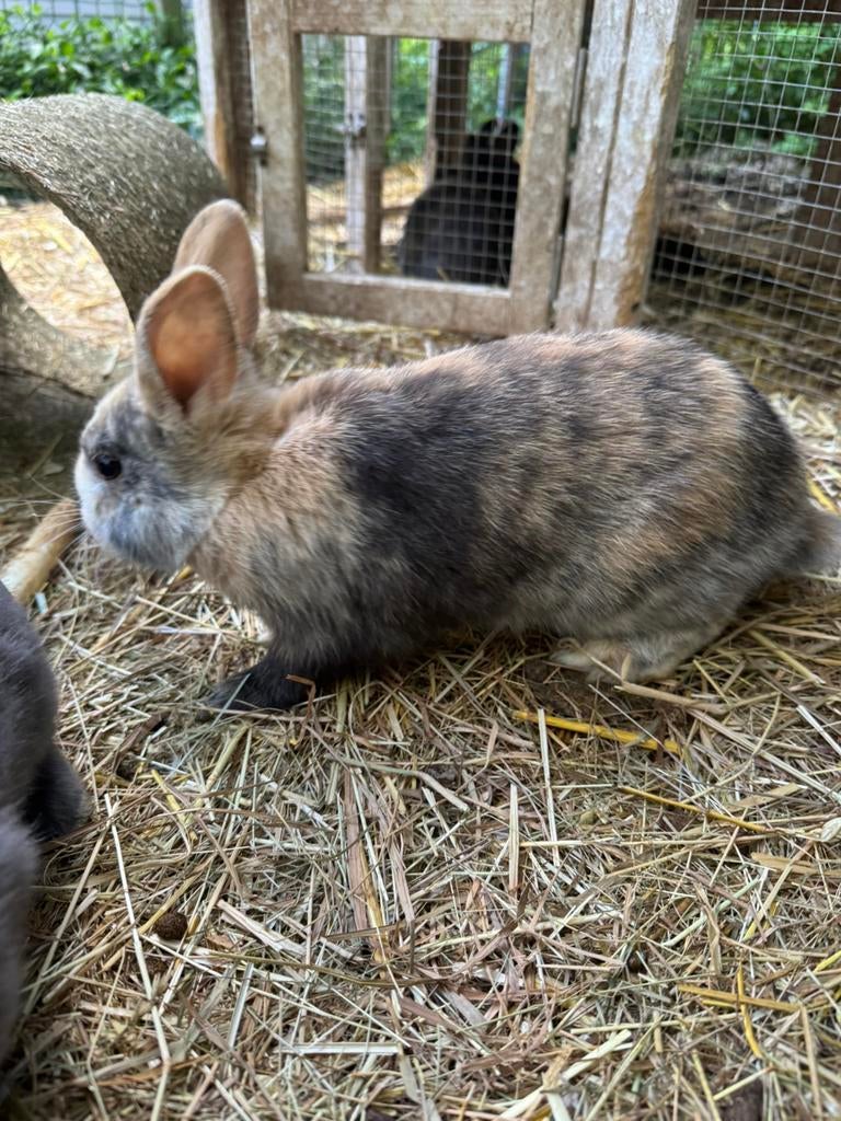 Dwergkonijnen, Dieren en Toebehoren, Meerdere dieren, Dwerg, Hangoor, 0 tot 2 jaar