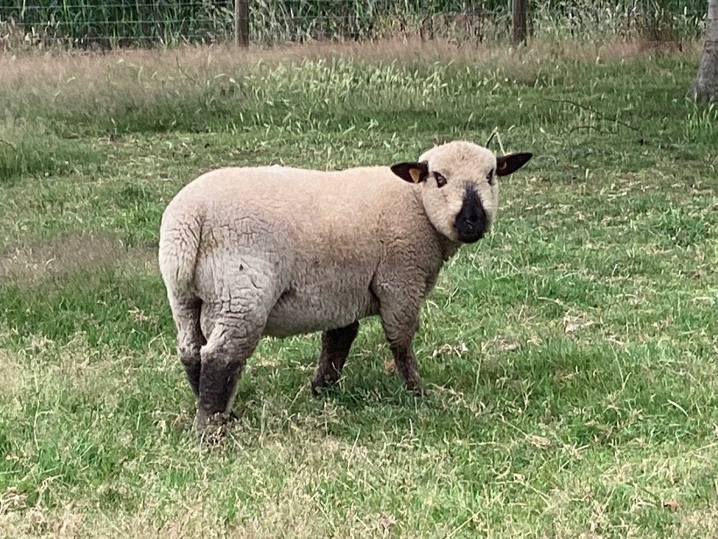 Schapen : 1 ram te koop, Dieren en Toebehoren, Meerdere dieren, Schaap, 0 tot 2 jaar