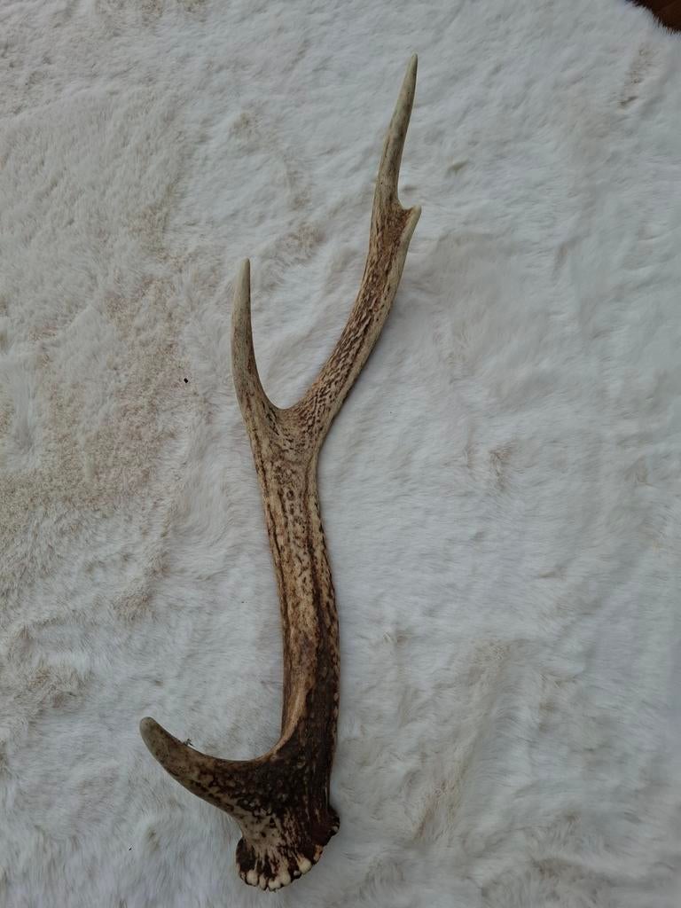 Sika geweistang, Enlèvement