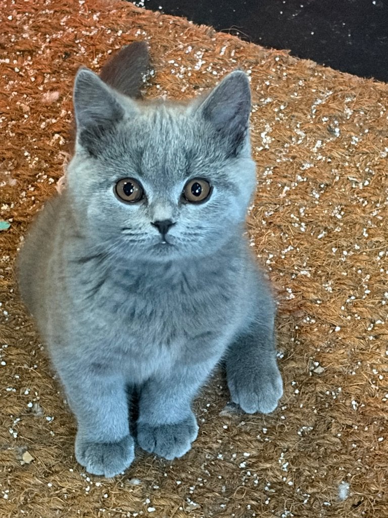 Britse korthaar kittens, Chat, Avec puce électronique, 0 à 2 ans