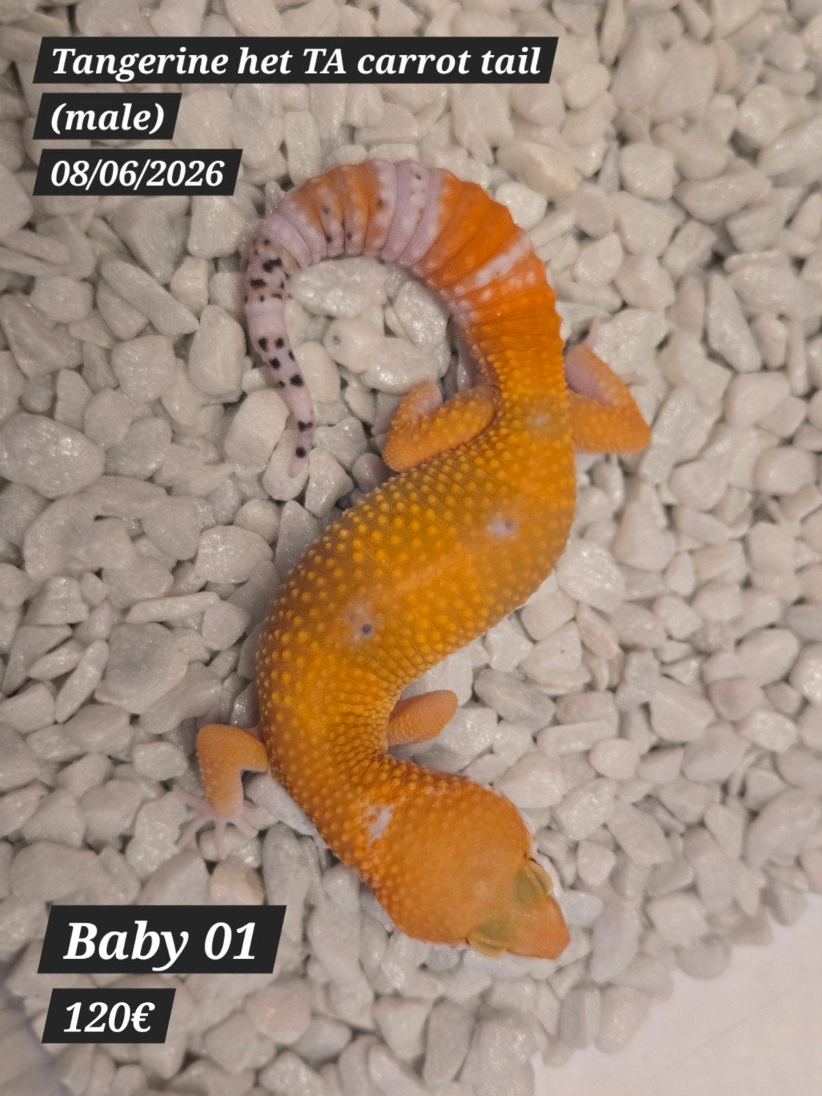 Gecko léopard tangerine, Animaux & Accessoires